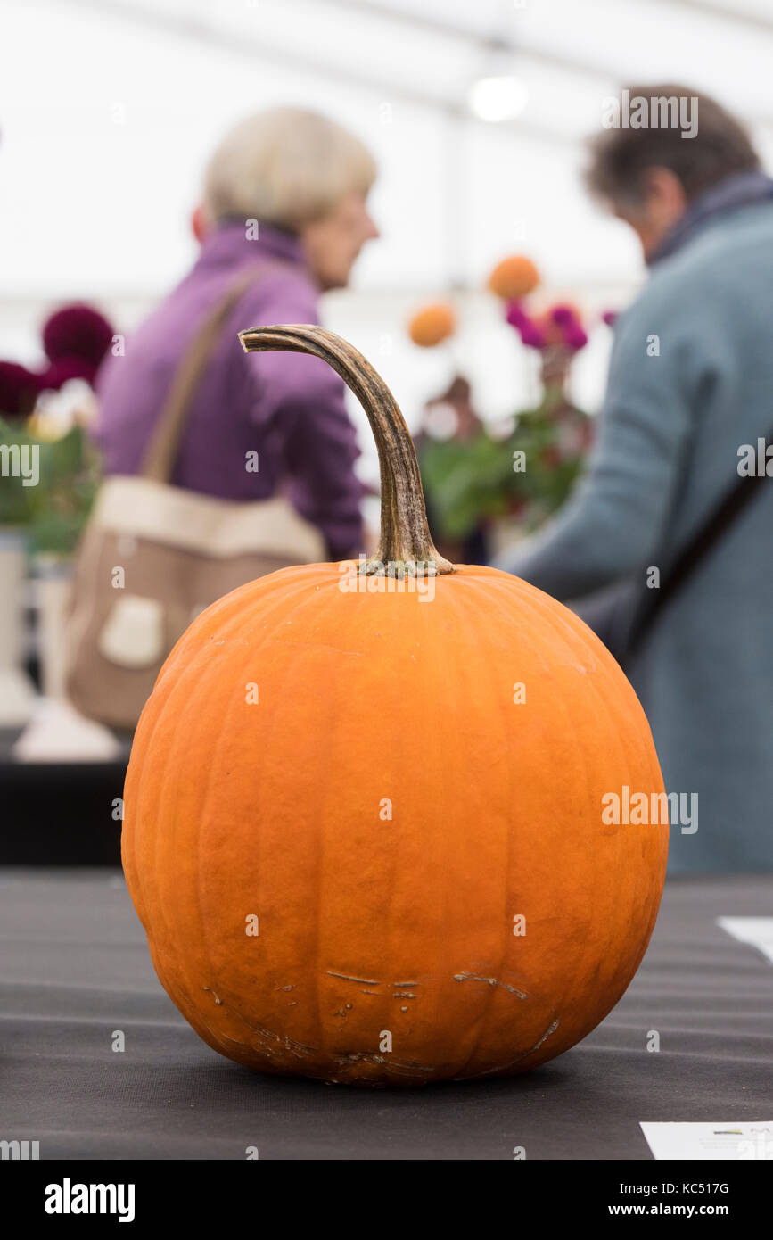 Visualizza la zucca a Malvern autunno mostra, Worcestershire, Regno Unito Foto Stock