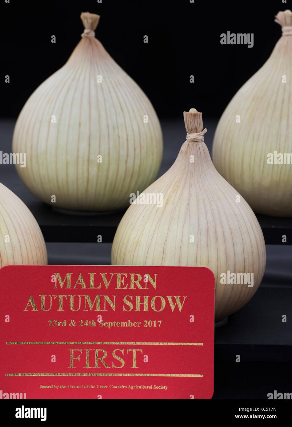 Visualizza le cipolle con un primo premio a Malvern autunno mostra, Worcestershire, Regno Unito Foto Stock