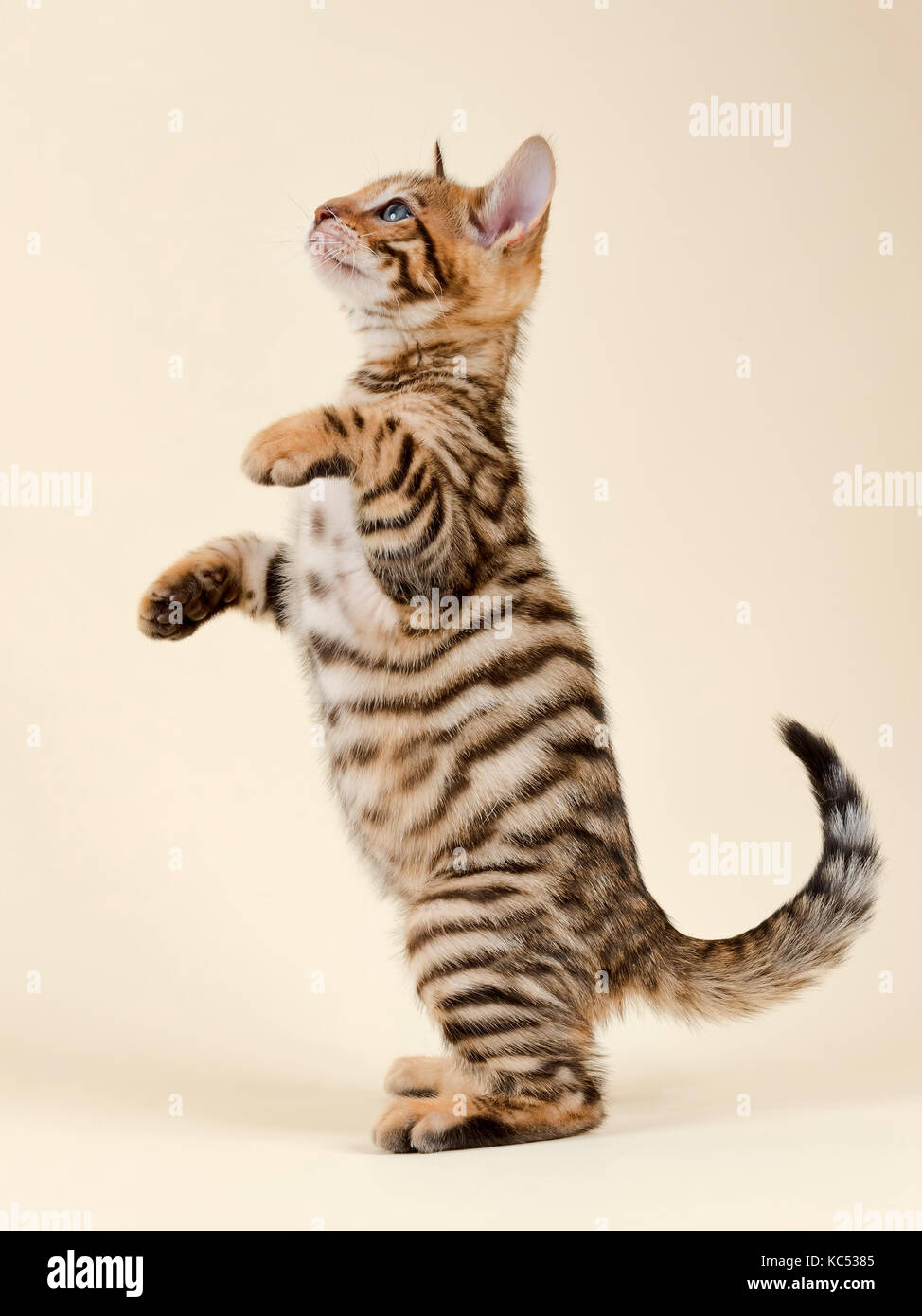 Pedigree gatto toyger (Felis silvestris catus), di età di 9 settimane, colore marrone nero sgombro, rende maschio Foto Stock