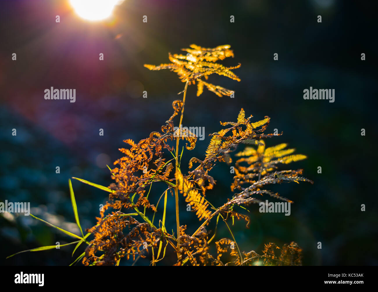 Autunno luce sulla foresta di felce. Foto Stock