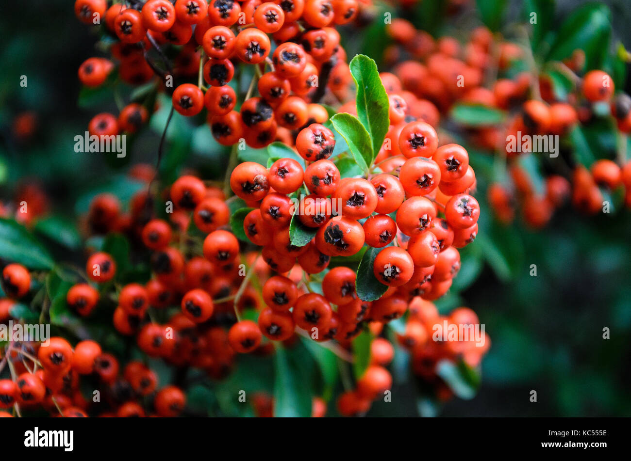 Bacche firethorn Foto Stock