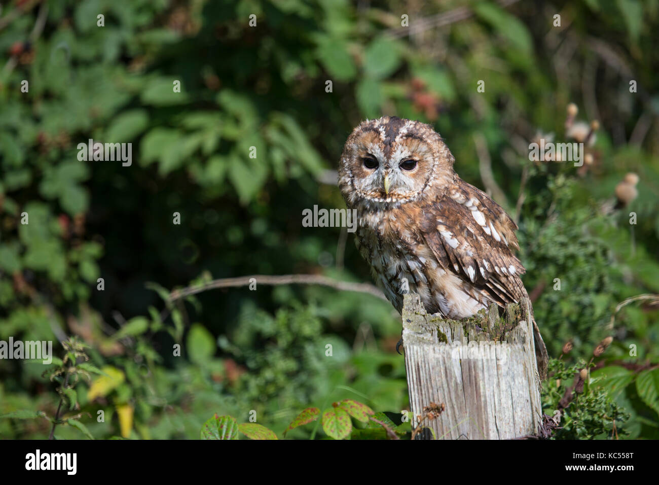 Allocco Strix aluco arroccato su una staccionata in legno posta nel bosco Foto Stock