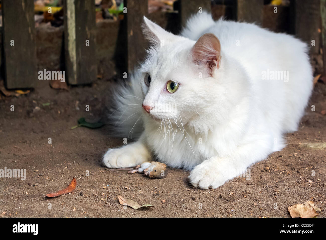 Gatto bianco catturato mouse. a caccia di topi Foto Stock
