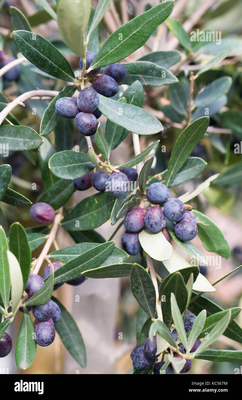 Olea europaea. olive su un albero di olivo. Foto Stock