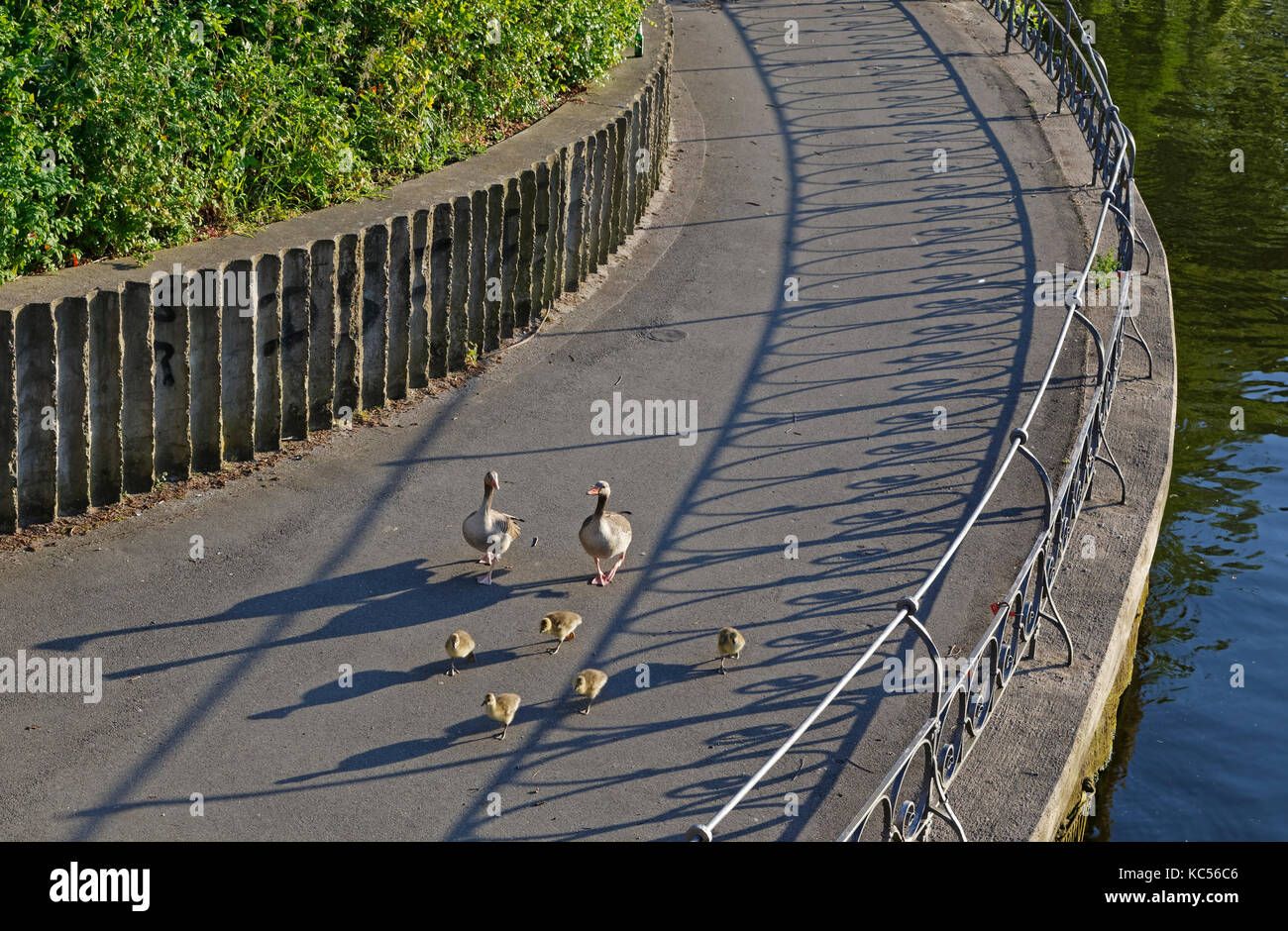 Oche grigiastre (Anser anser) con pulcini che corrono su una strada, famiglia di animali, Außenalster, Amburgo, Germania Foto Stock