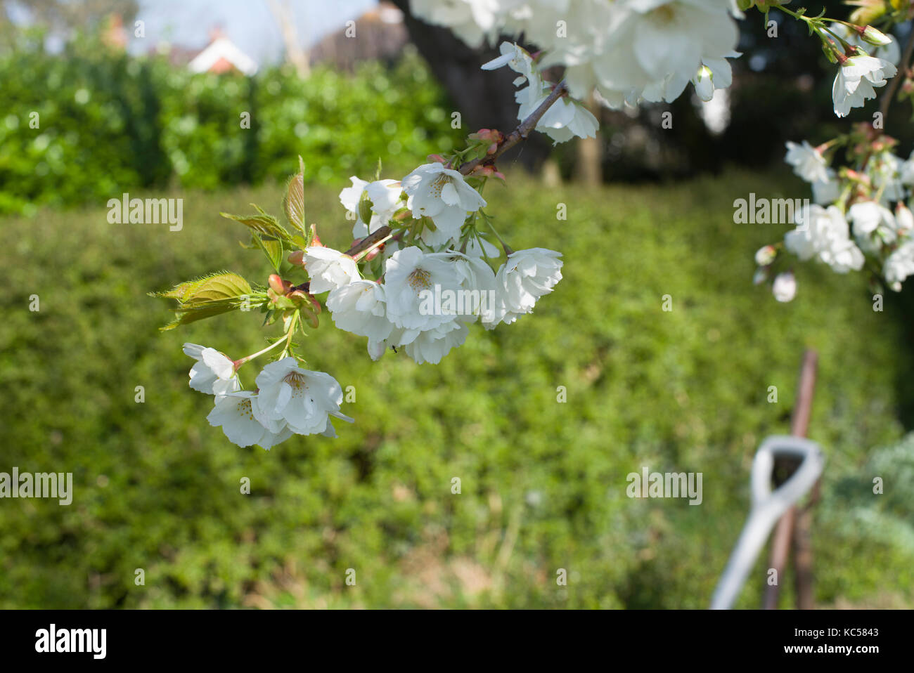 Prunus 'Shirotae' in fiore Foto Stock