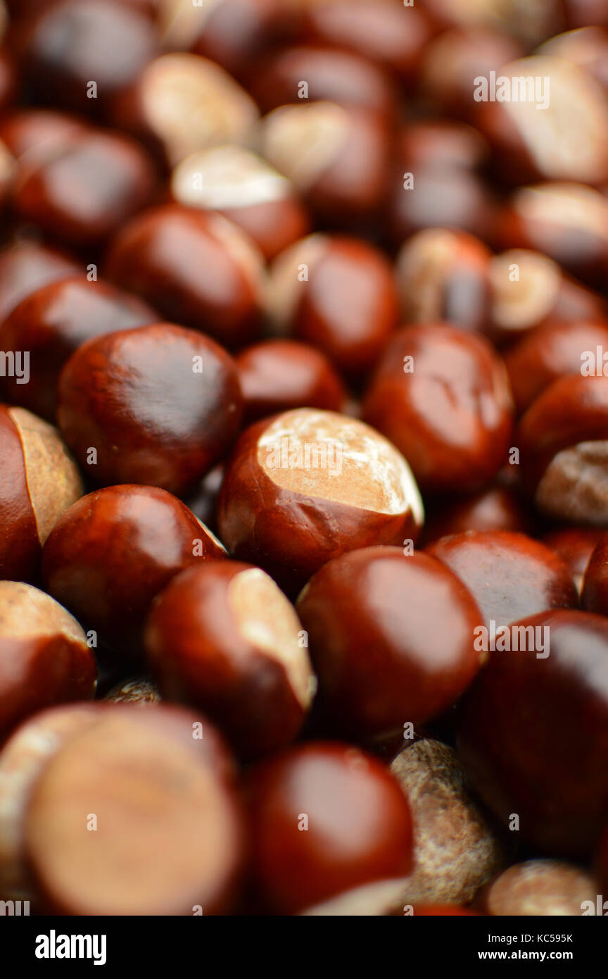 Full frame fino in prossimità di una collezione di conkers (ippocastano) Foto Stock