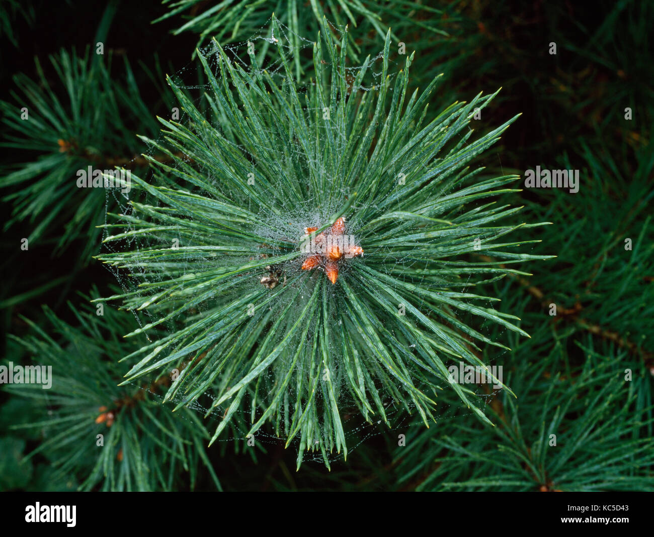 Aghi radiali e gemme in corrispondenza della punta di un giovane di pino silvestre succursale; coperte in cobwed e rugiada. Foto Stock