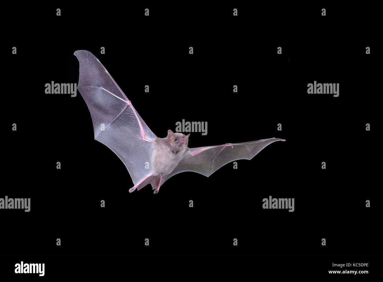 Lungo messicano-tongued bat choeronycteris mexicana tucson pima county, Arizona, Stati Uniti 24 settembre 2017 phyllostomidae adulti Foto Stock