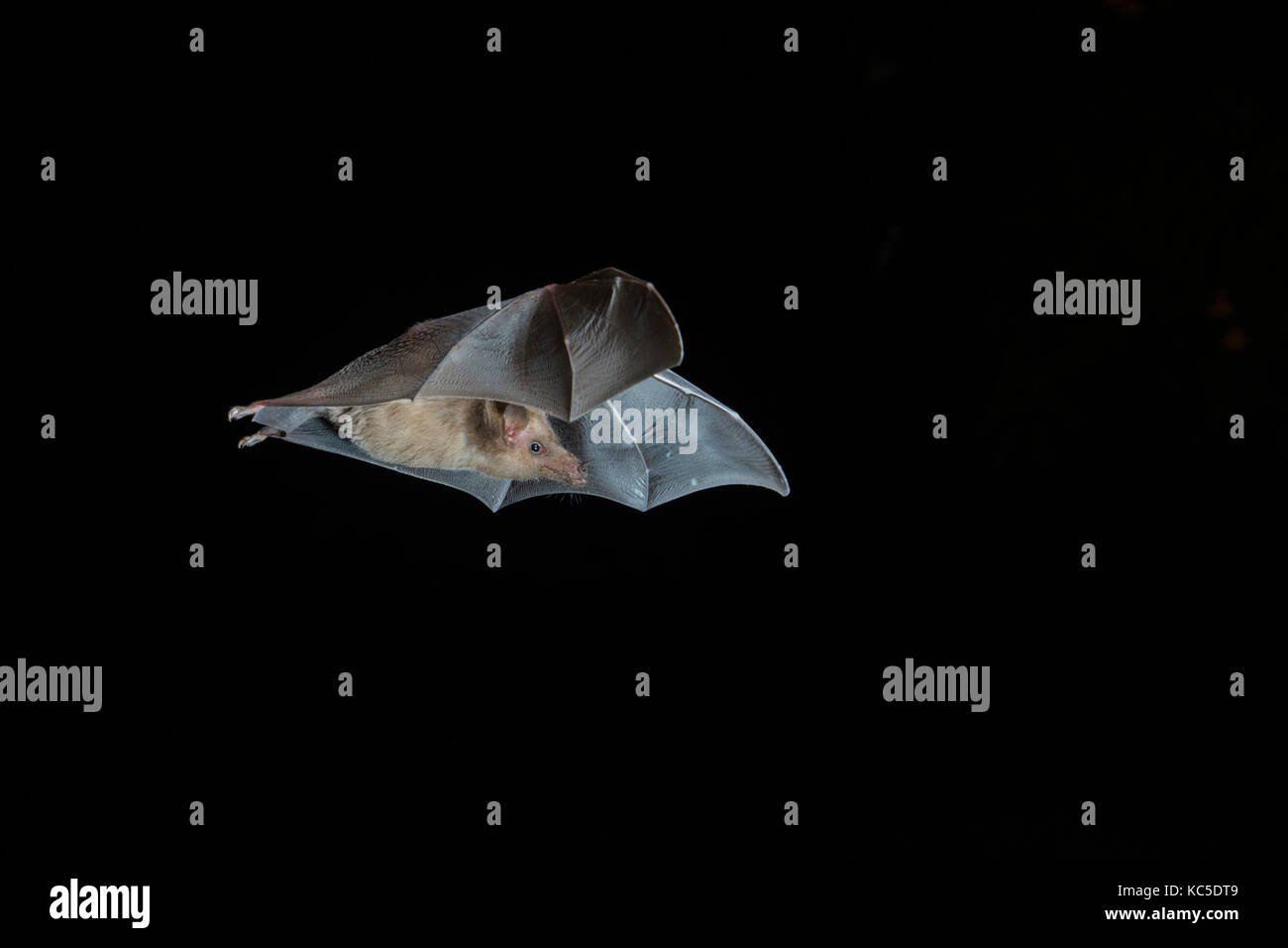 Lungo messicano-tongued bat choeronycteris mexicana tucson pima county, Arizona, Stati Uniti 25 settembre 2017 phyllostomidae adulti Foto Stock