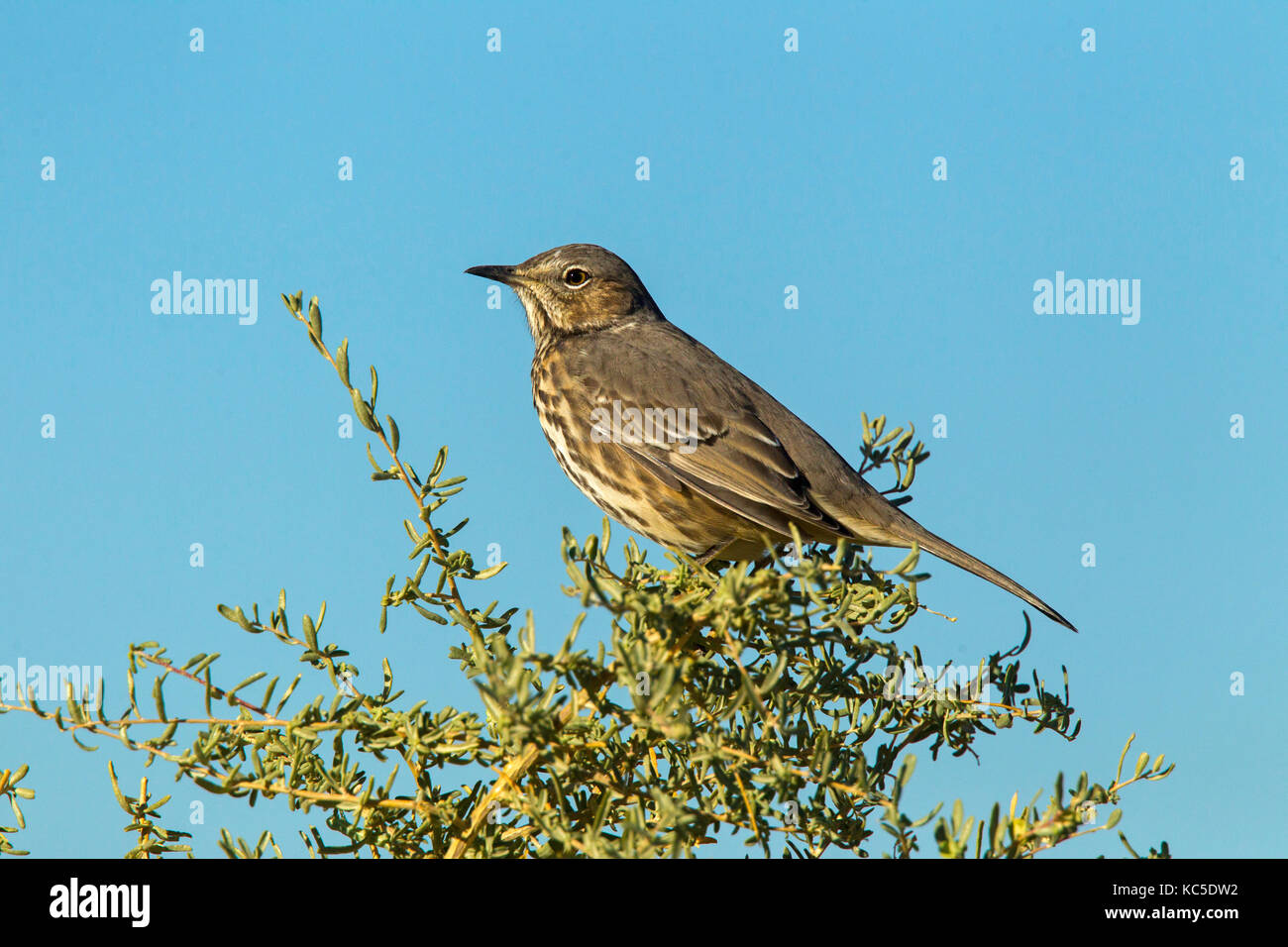 Sage thrasher oreoscoptes montanus chaco culture National Historical Park, New Mexico, Stati Uniti 21 settembre 2017 adulto in piumaggio fresco. Foto Stock