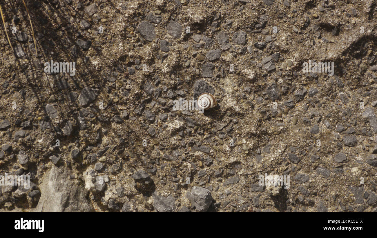 Una minuscola chiocciola su una parete ruvida. una piccola lumaca colorata si appoggia o qualcosa su di una parete ovest dell Irlanda. Foto Stock