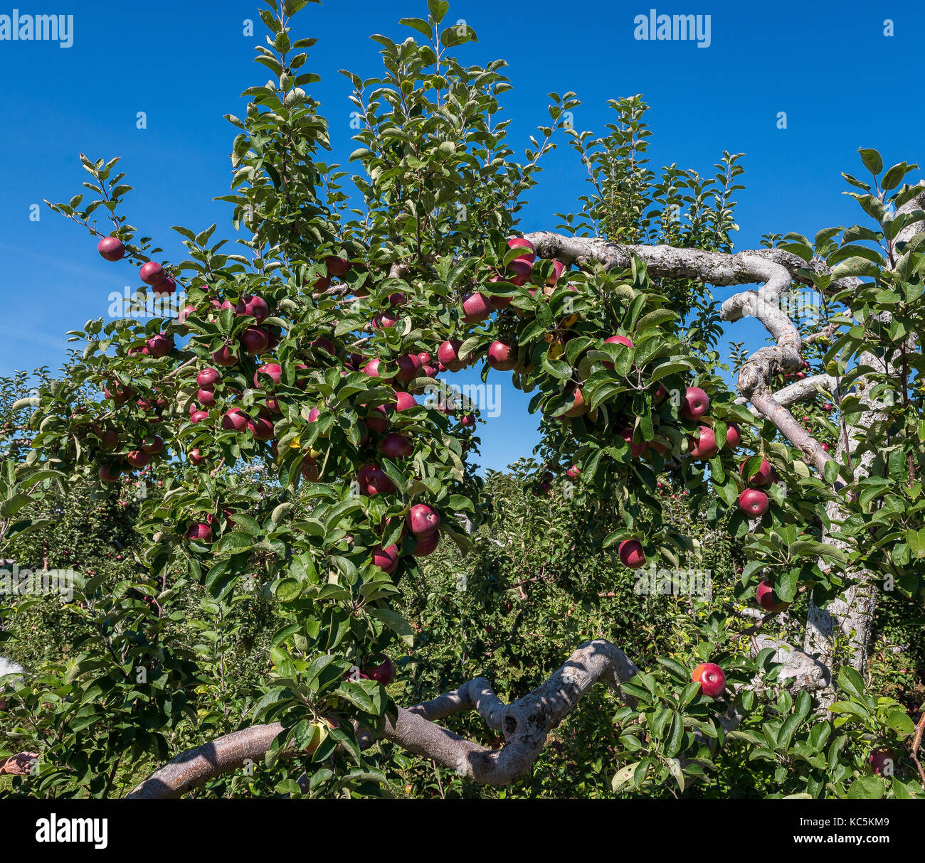 Mele mature a sedersi su alberi in un frutteto a nord massachusetts centrale, pronti per essere prelevati. Foto Stock