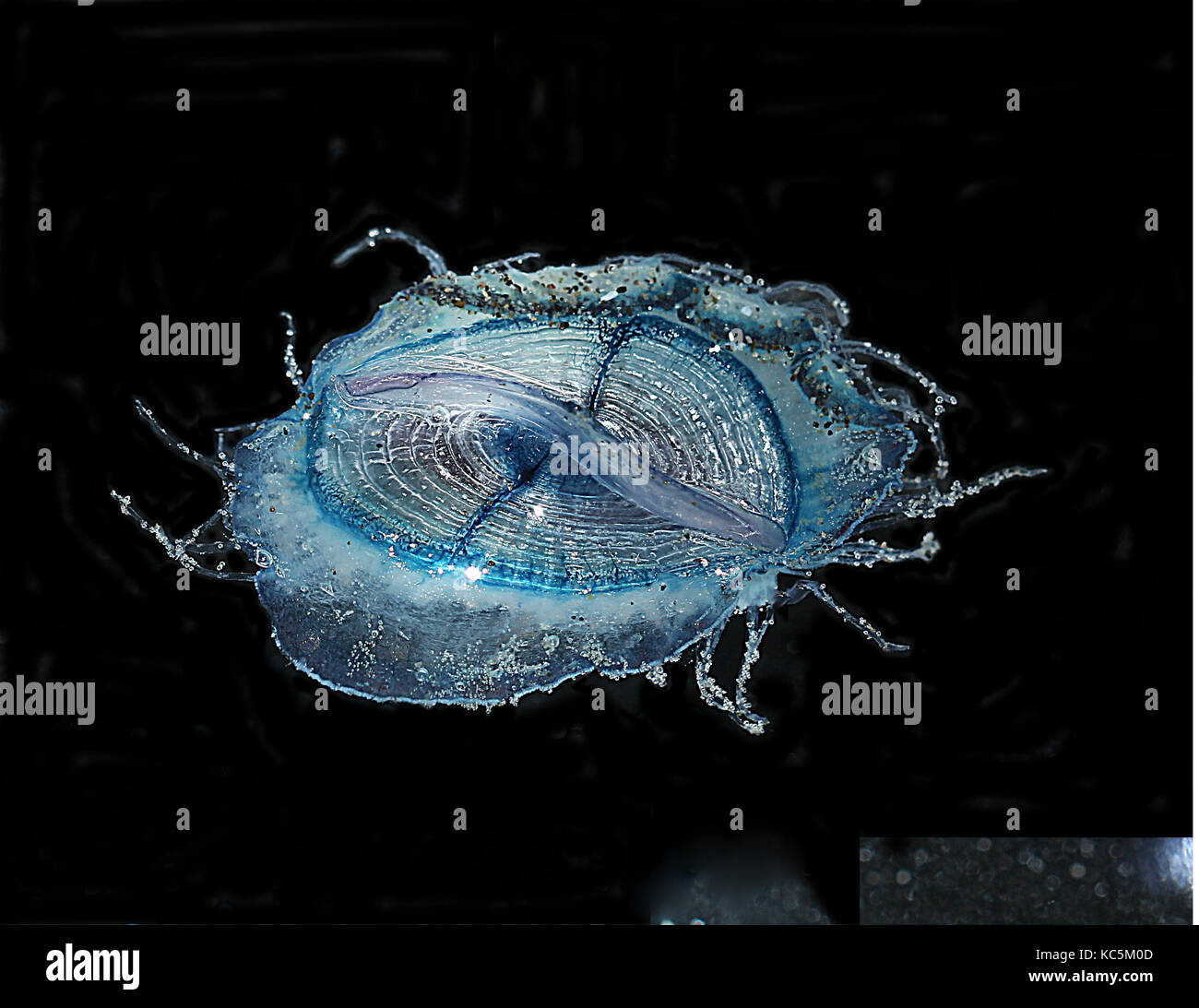 Dai-wind-sailor meduse, velella Foto Stock