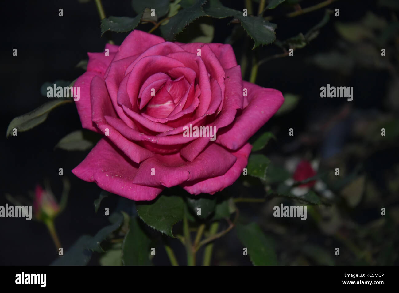 Rosa rosa, sfondo nero Foto Stock