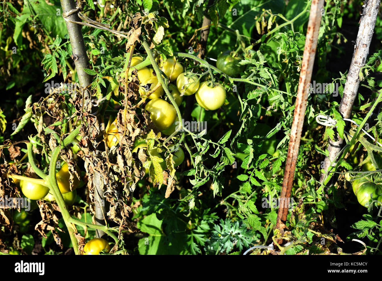 Verde pomodori acerbi con il verde delle foglie danneggiate da parassiti o malattie Foto Stock