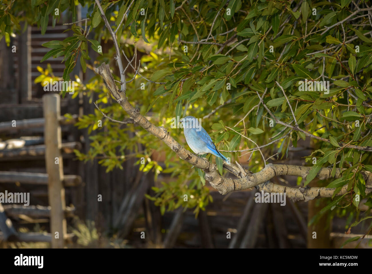 Blue Mountain bird in appoggio sul ramo in wyoming Foto Stock