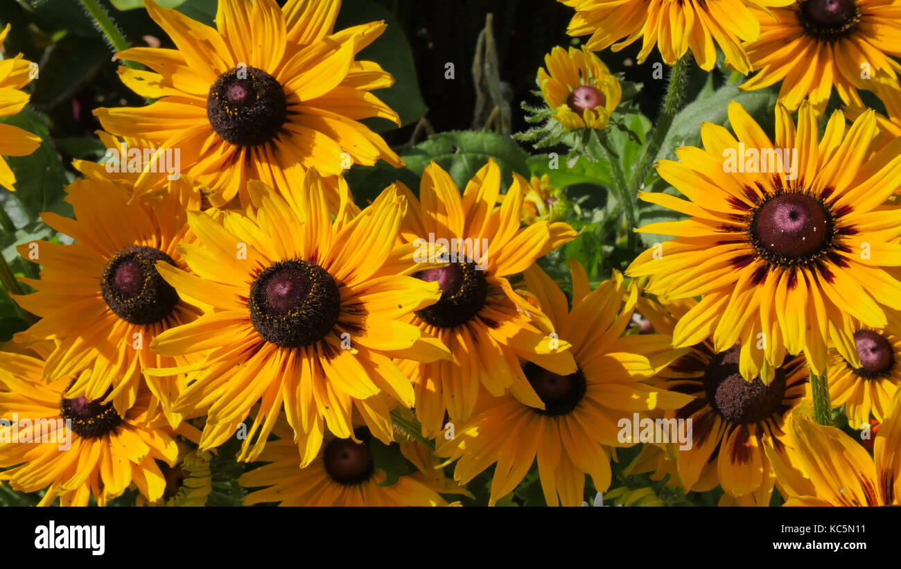 Un patch di bright, giallo pigro-eyed susans in fiore Foto Stock