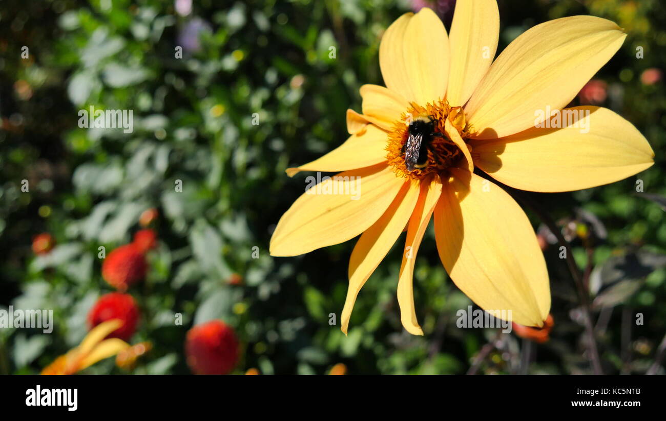 Un'ape catturati in azione in questo close-up di un bel giallo fiore in fiore Foto Stock