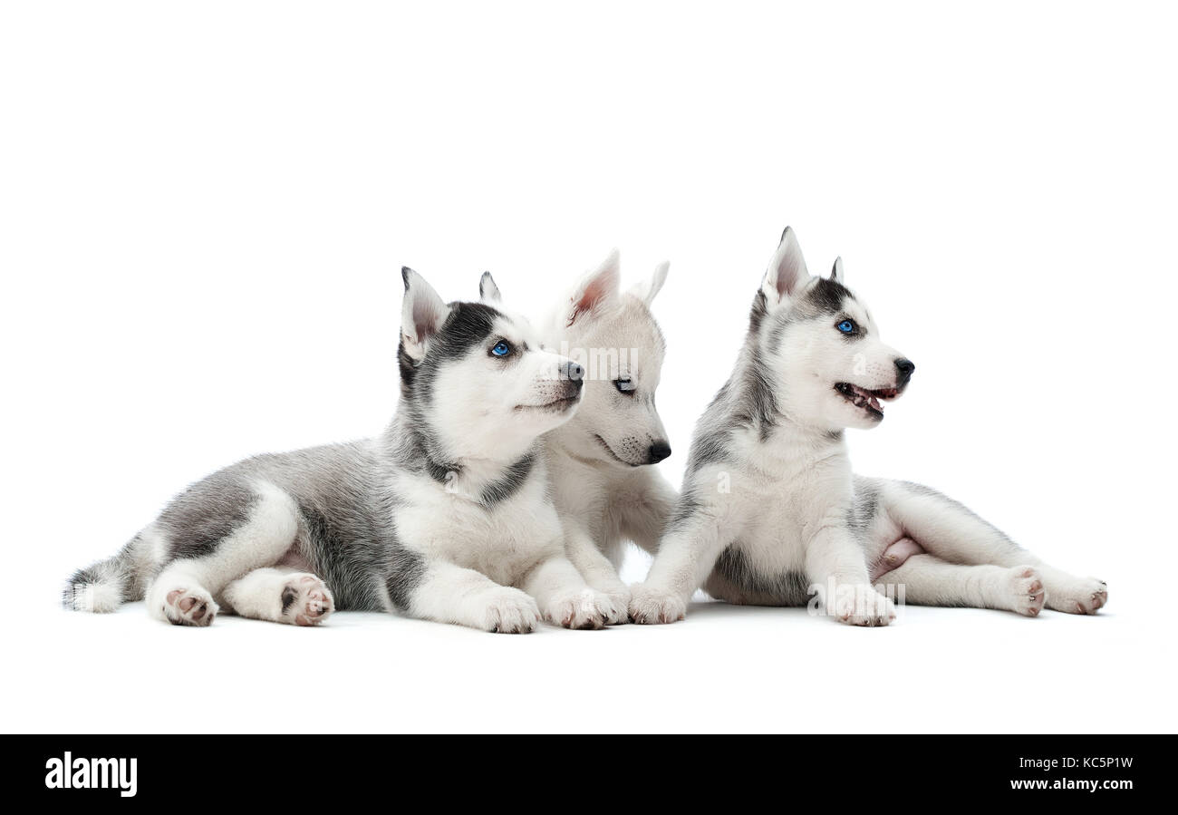 Portati cuccioli di siberian husky Cani giocando a studio. Foto Stock
