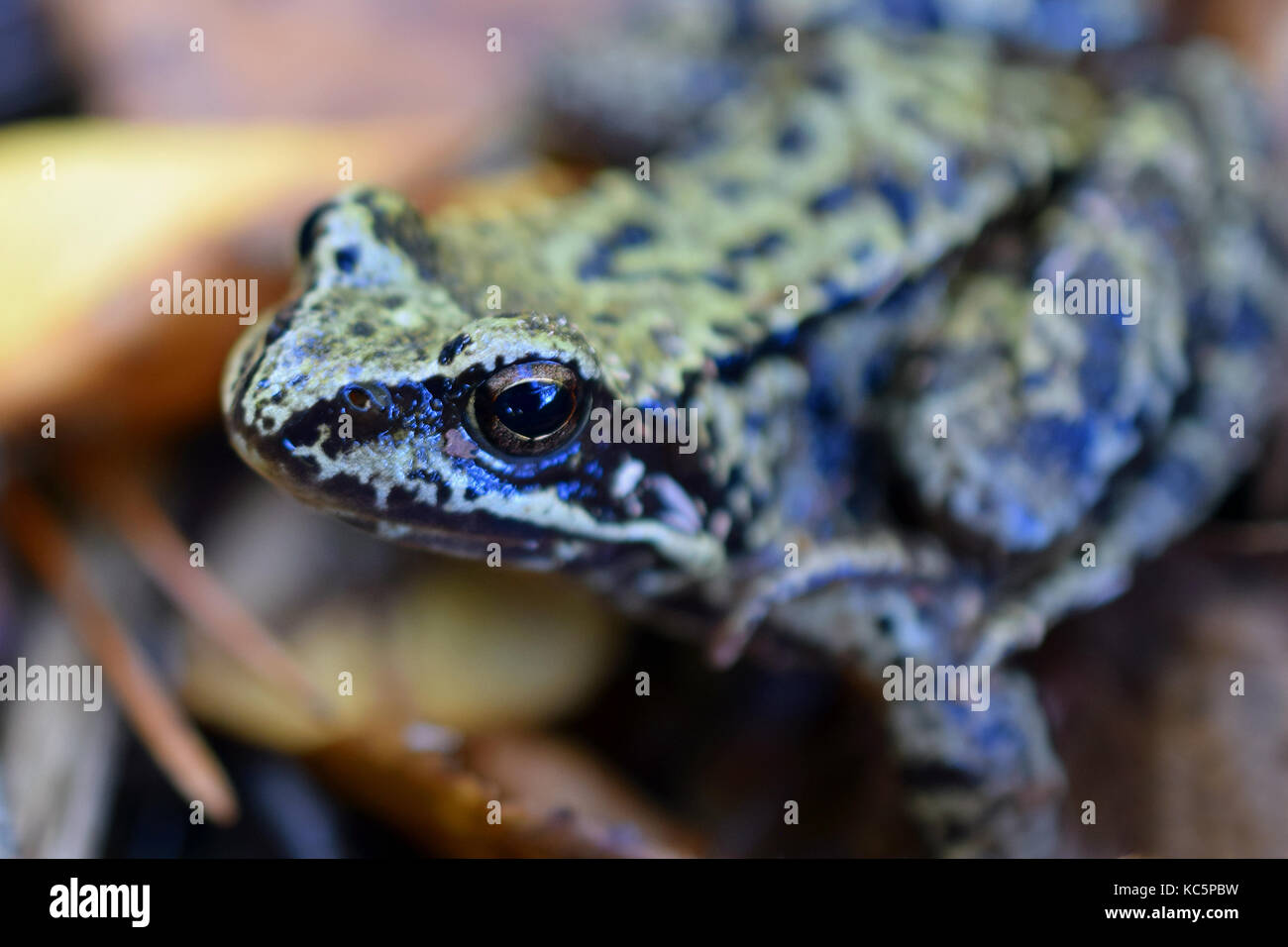 Ravvicinata di una rana comune (rana temporaria). focus sulla testa. Foto Stock