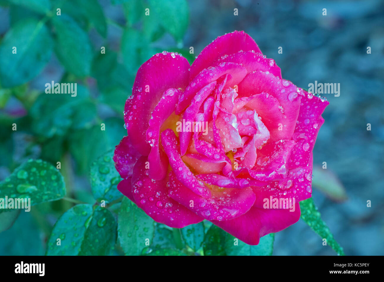 Gocce di pioggia su rose Foto Stock