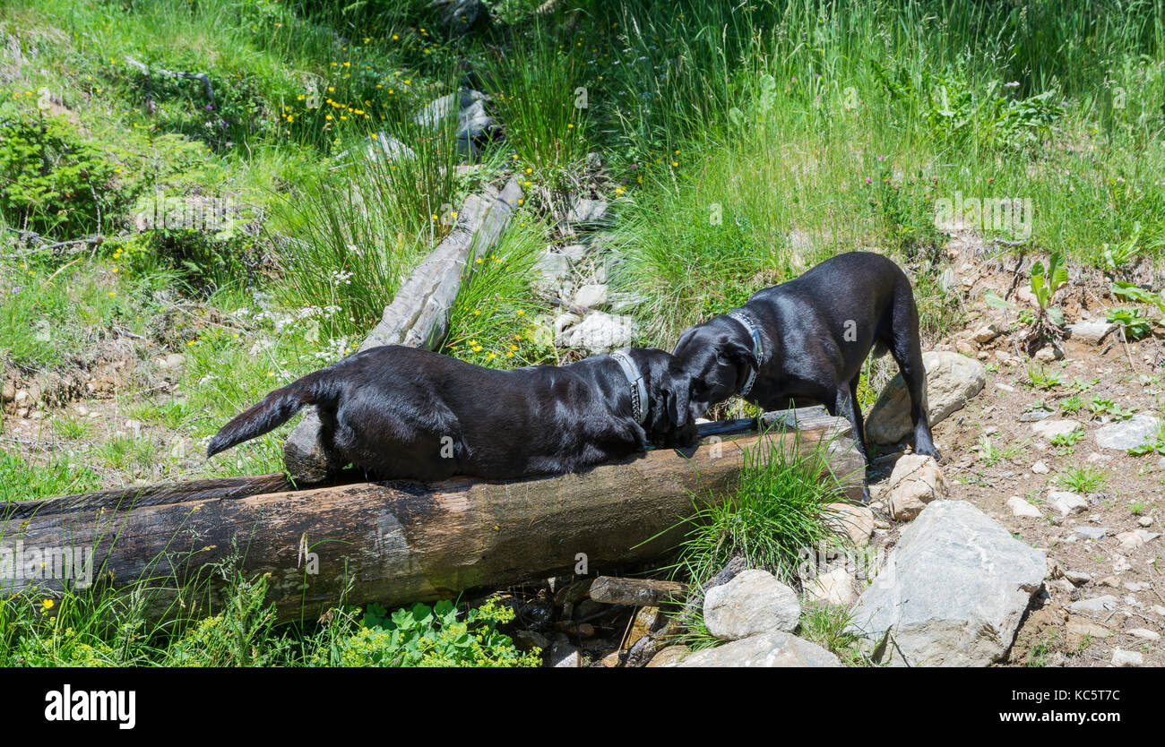 Il Labrador Retriever ( Canis lupus familiaris). Paio di nero Labrador retriever in montagna in estate. Foto Stock