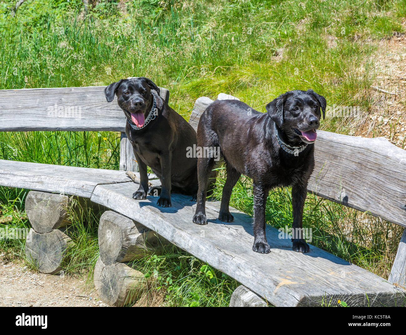 Il Labrador Retriever ( Canis lupus familiaris). Paio di nero Labrador retriever in montagna in estate. Foto Stock