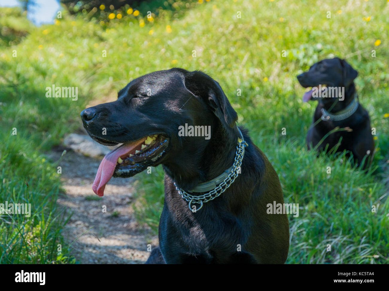 Il Labrador Retriever ( Canis lupus familiaris). Paio di nero Labrador retriever in montagna in estate. Foto Stock
