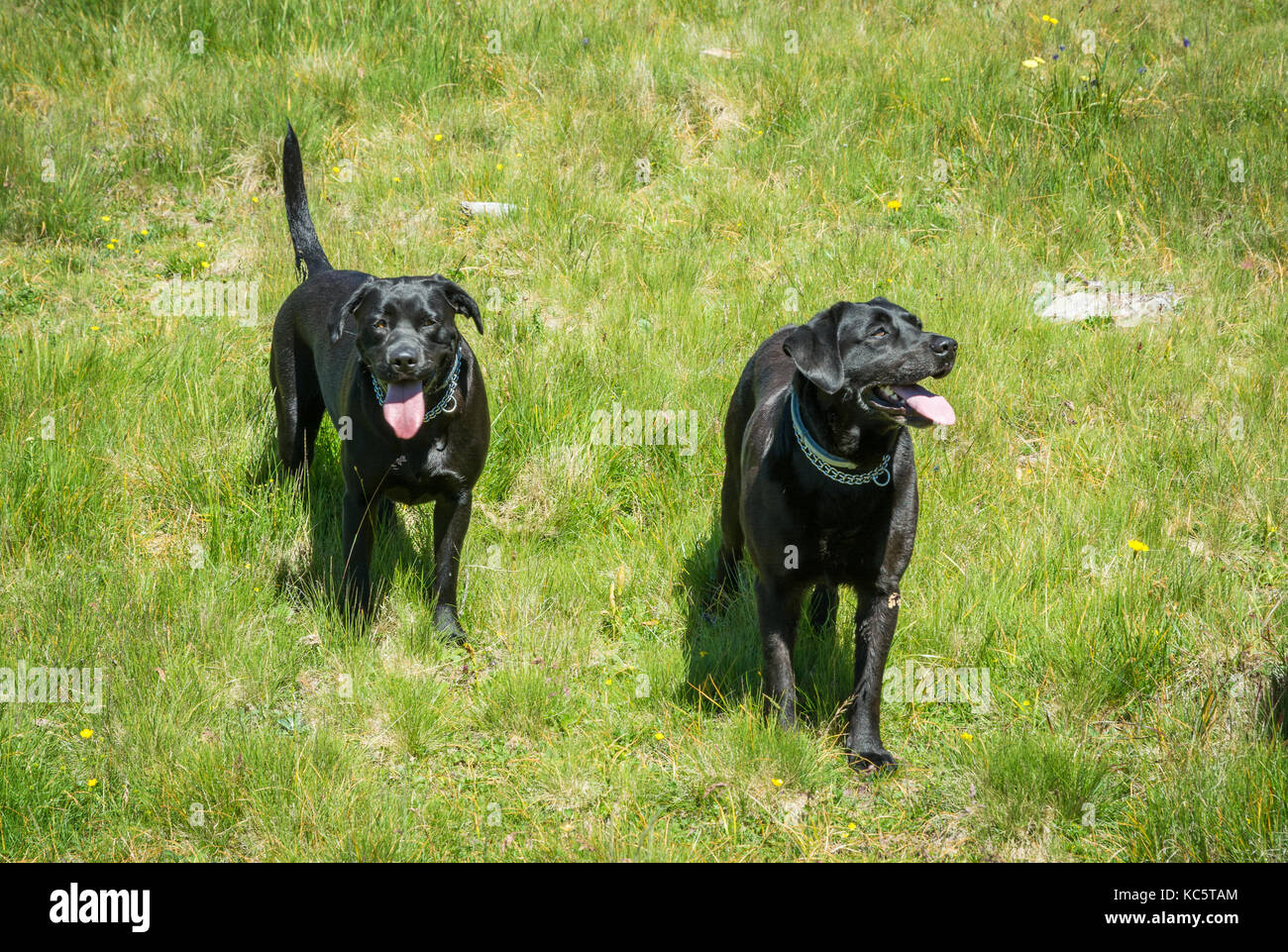 Il Labrador Retriever ( Canis lupus familiaris). Paio di nero Labrador retriever in montagna in estate. Foto Stock
