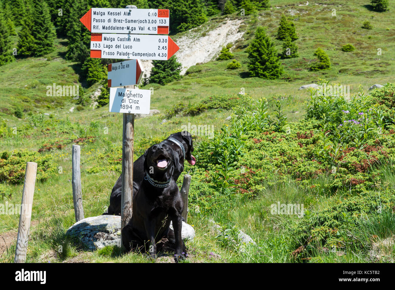 Il Labrador Retriever ( Canis lupus familiaris). Paio di nero Labrador retriever in montagna in estate. Foto Stock