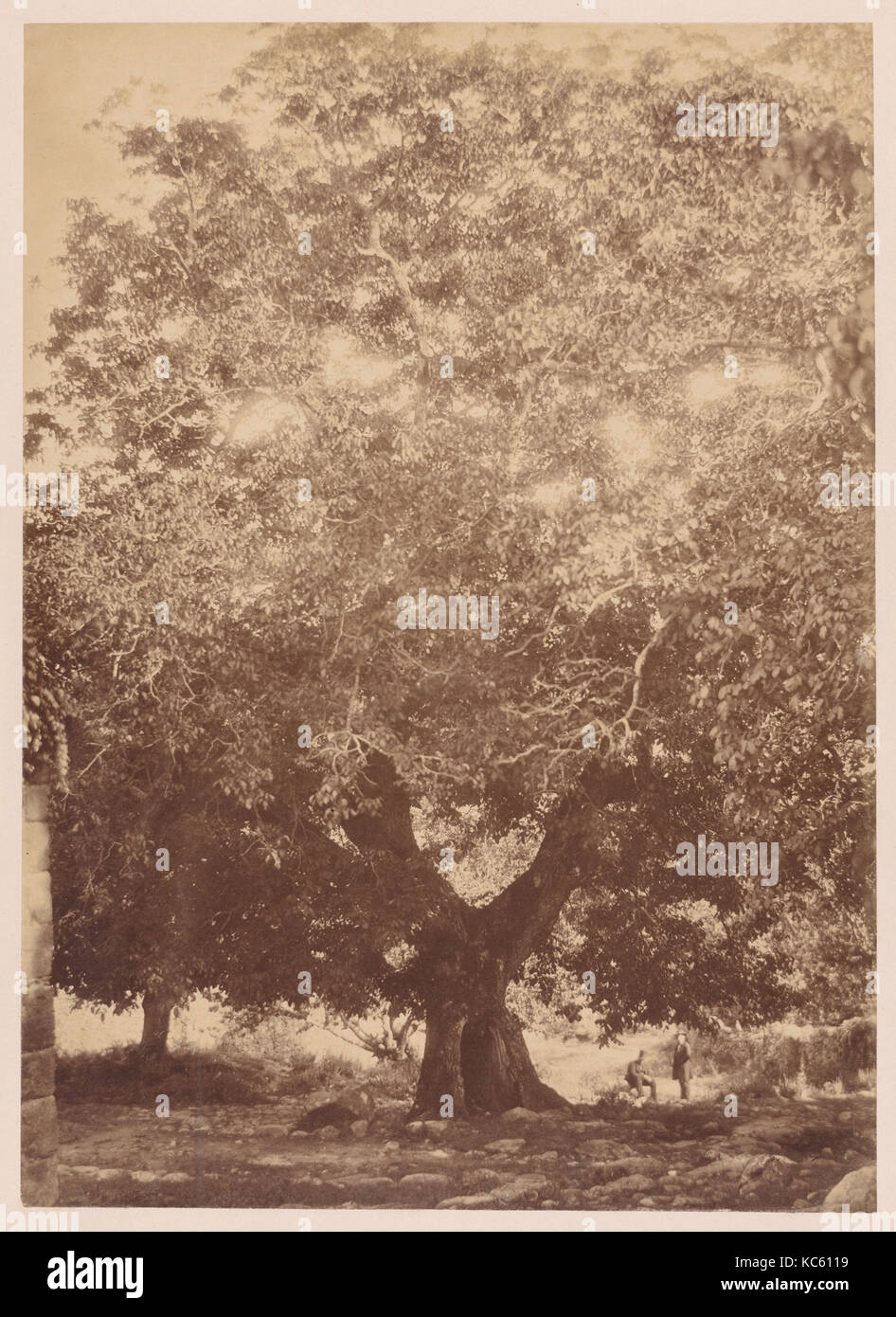 L'albero di Noce dell'Imperatore Carlo V, Yuste, Charles Clifford, 1858 Foto Stock