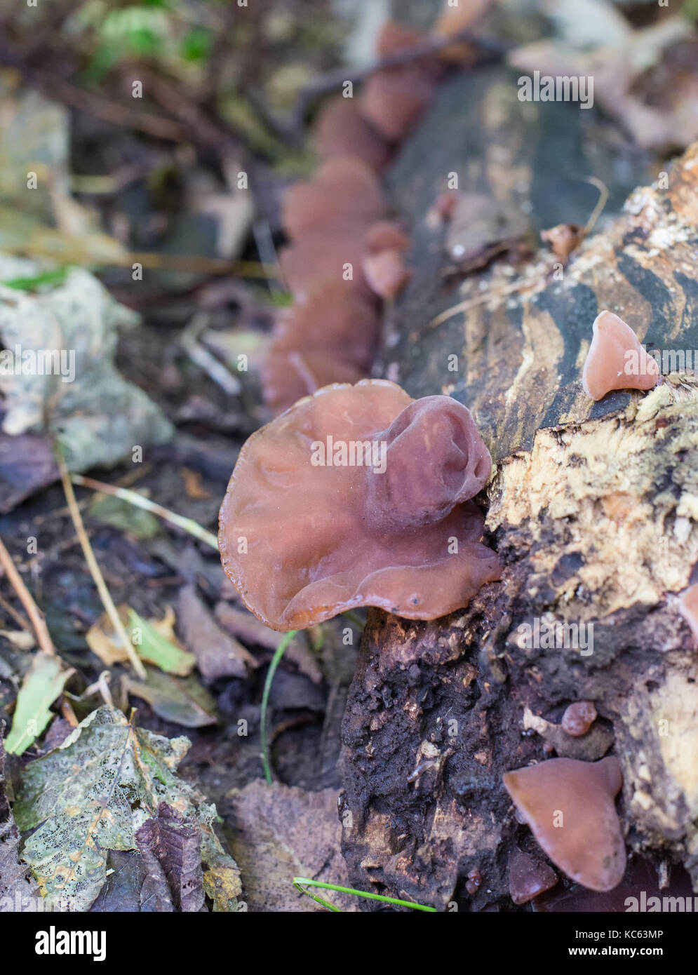 Gli ebrei orecchio di funghi che crescono su legno morto Foto Stock