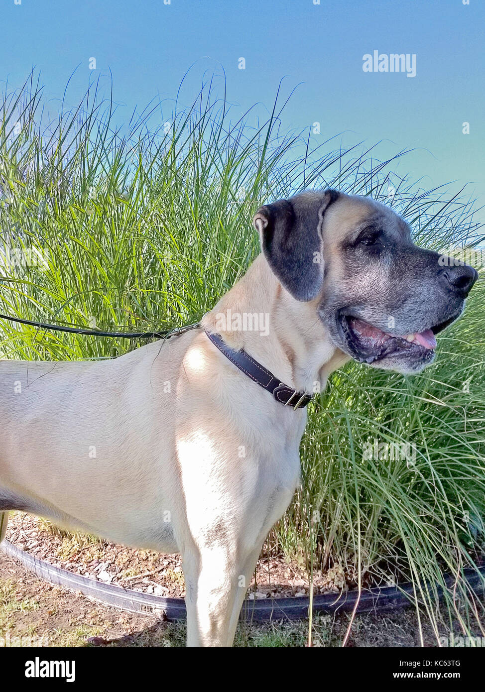 Il profilo laterale della lingua inglese mastiff cane al guinzaglio pet Foto Stock