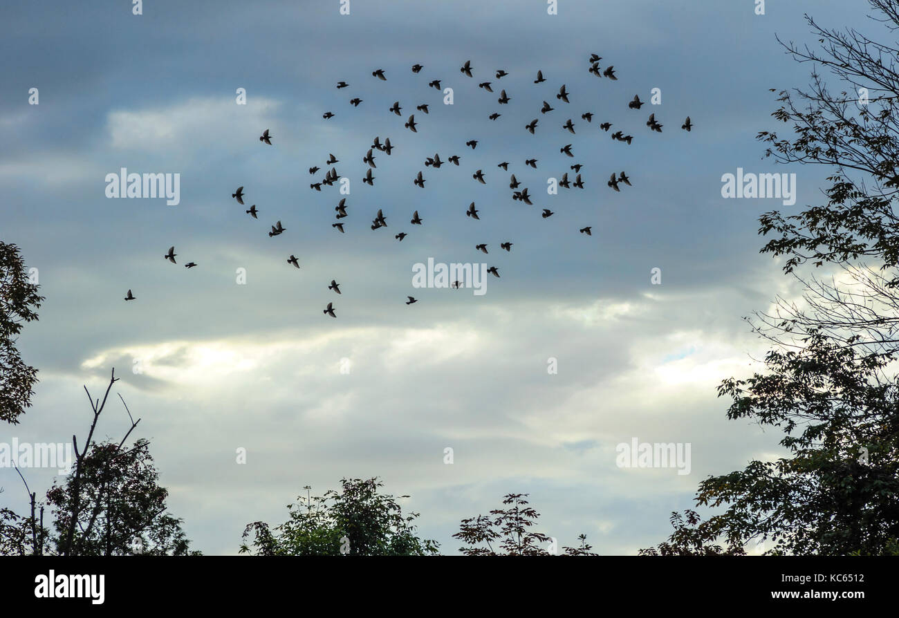 Stormo di uccelli neri che stagliano in volo contro nuvole temporalesche. Foto Stock