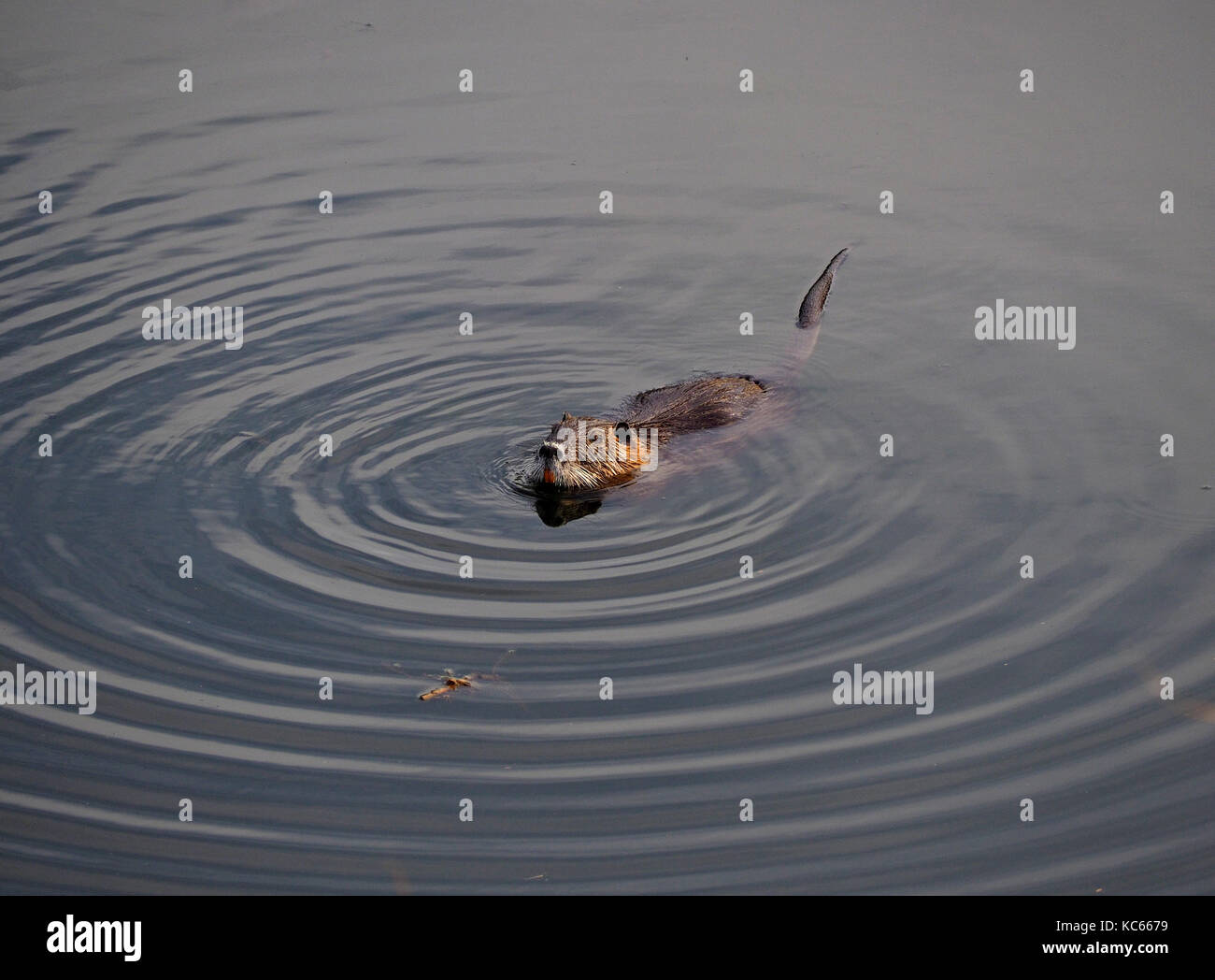 Coypu o nutria (Myocastor coypus) un grande Sud invasiva roditore americano fuggiti da allevamenti da pelliccia in acquitrini di acqua dolce in Toscana, Italia Foto Stock