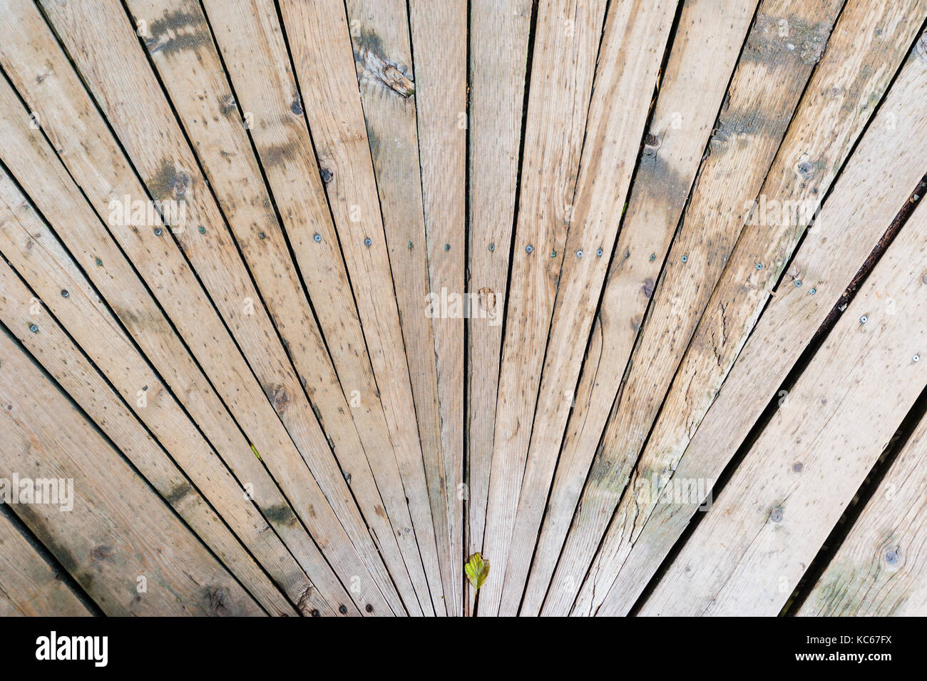 Weathered listoni in legno con la linea di viti, convergenti verso il basso in prospettiva. Foto Stock