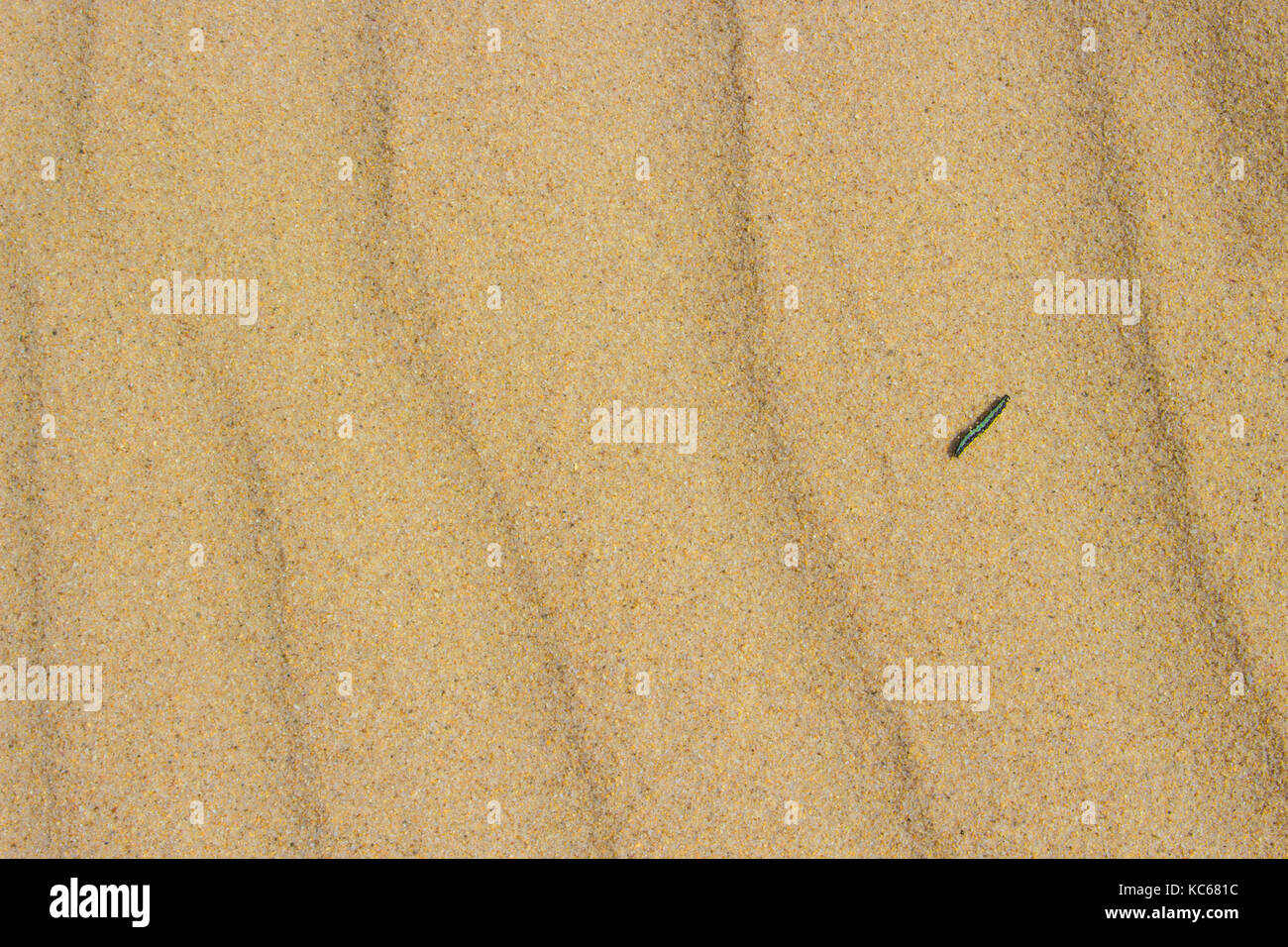 Caterpillar. bianco sabbia oceano, dune. Punta Paloma Beach, Tarifa, Spagna. Foto Stock