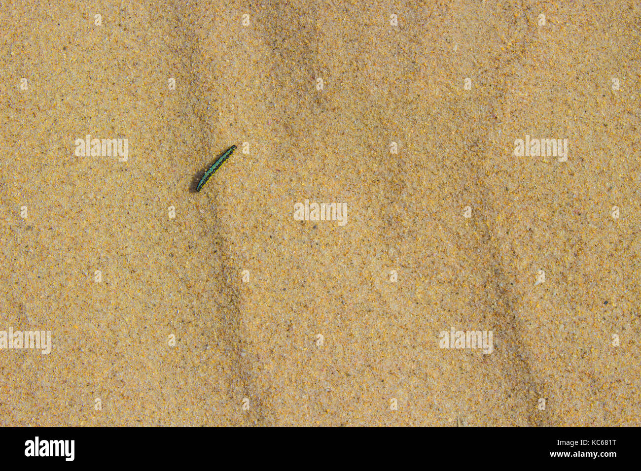 Caterpillar. bianco sabbia oceano, dune. Punta Paloma Beach, Tarifa, Spagna. Foto Stock