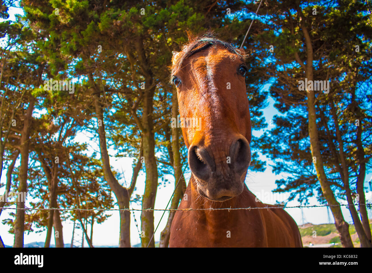 Cavallo. brown fattoria animale. Bella vista rurale. Foto Stock