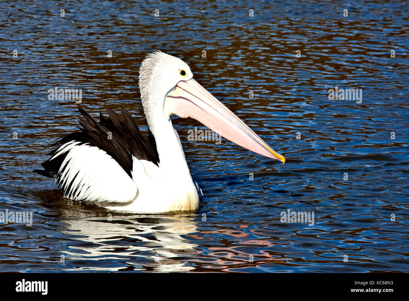 Pelican nuoto sul lago in australia Foto Stock