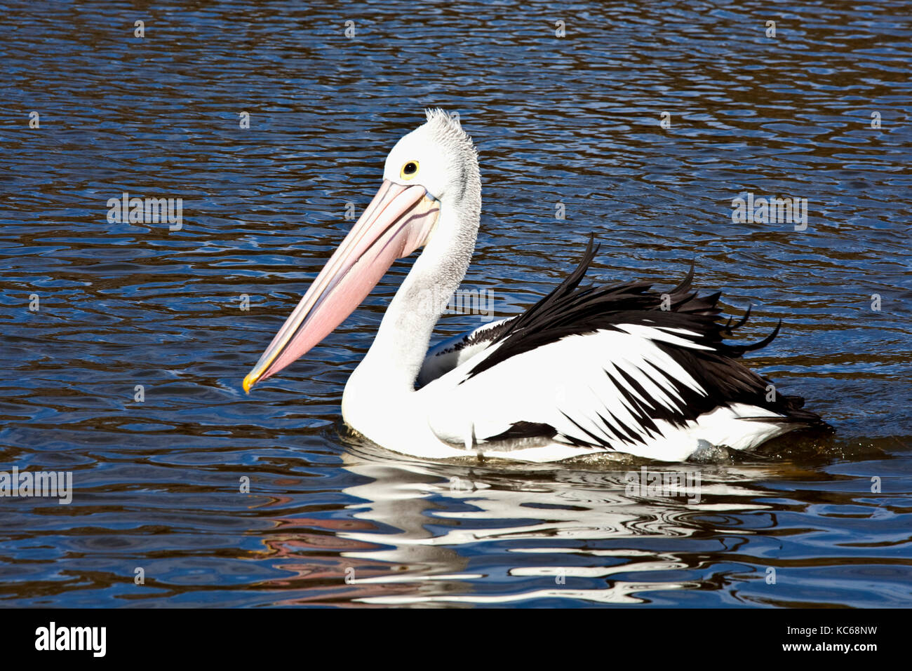 Pelican nuoto sul lago in australia Foto Stock