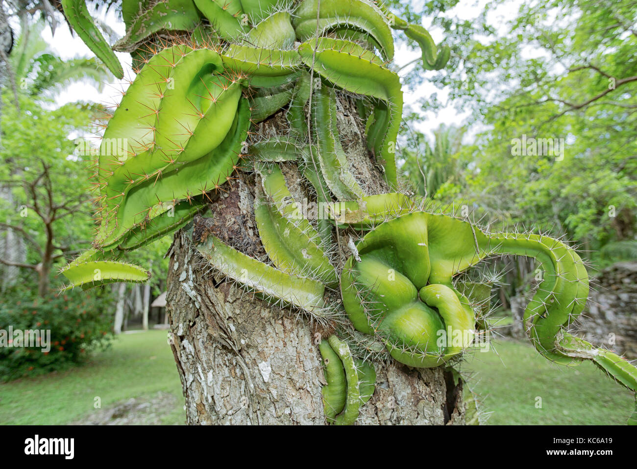 Kohunlich maya sito archeologico di quintana roo mexico Foto Stock