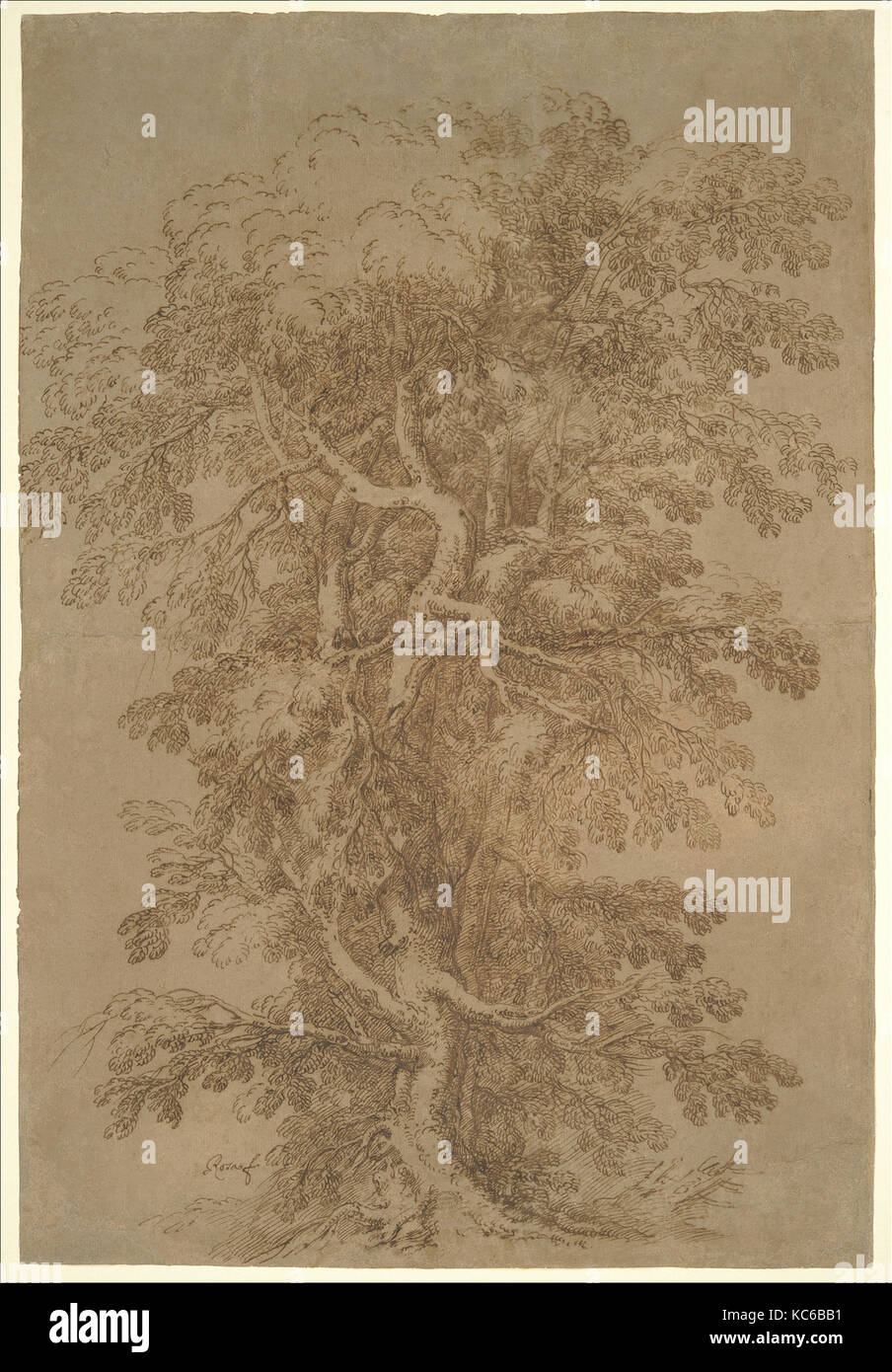 Un grande albero, 1615-73, penna e inchiostro bruno su carta marrone, 24 3/16 x 16 7/16a. (61,5 x 41.8cm), disegni, Salvator Rosa (Italiano Foto Stock