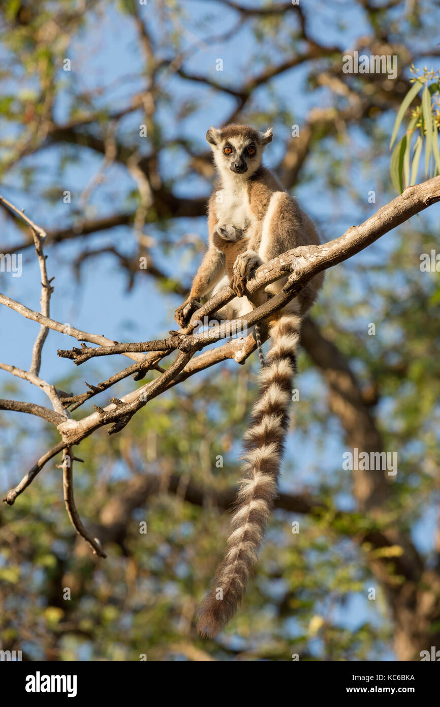 Africa, madgascar, riserva berenty, anello wild-tailed lemur (Lemur catta), in via di estinzione, madre con bambino aka pup. Foto Stock