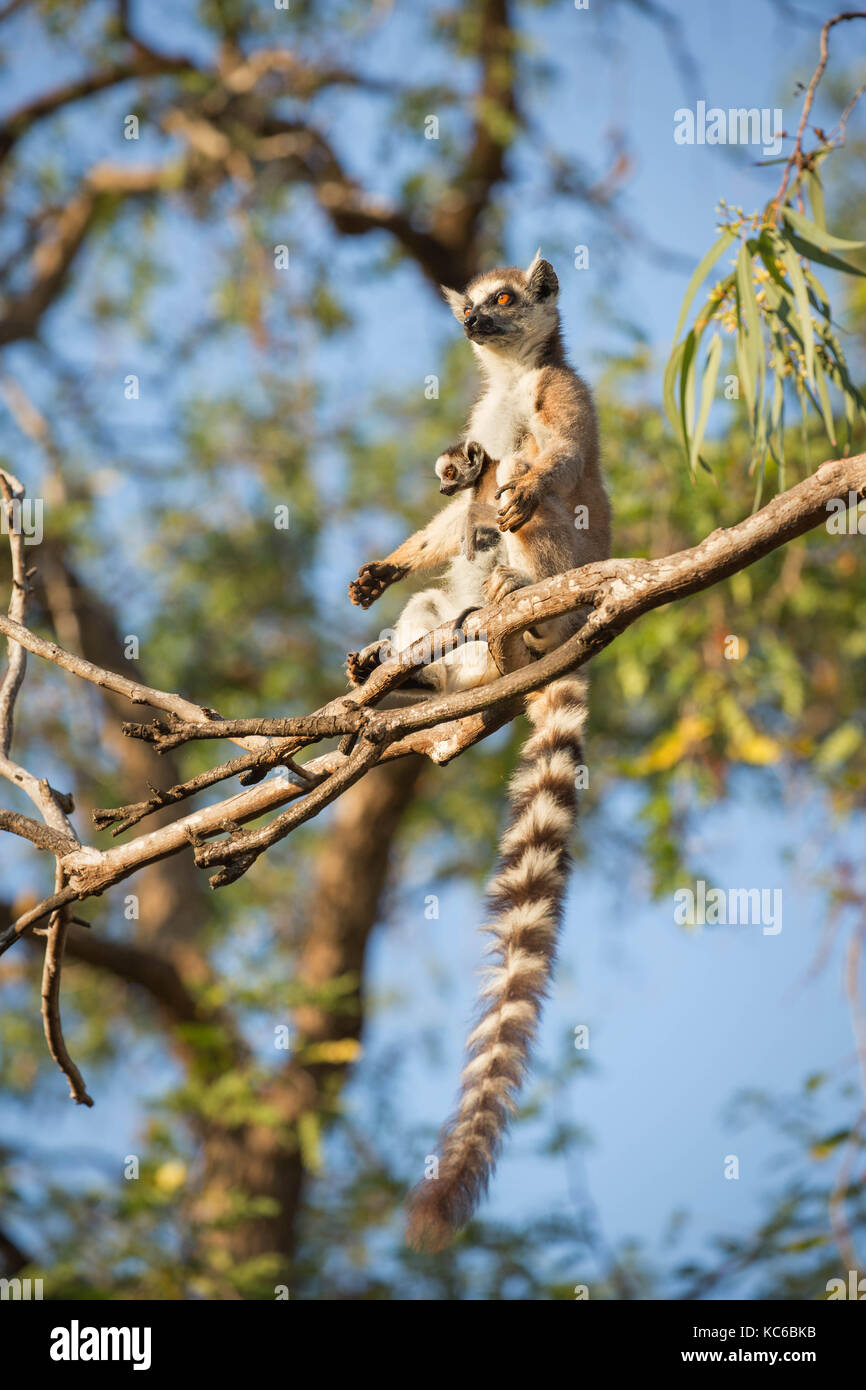 Africa, madgascar, riserva berenty, anello wild-tailed lemur (Lemur catta), in via di estinzione, madre con bambino aka pup. Foto Stock