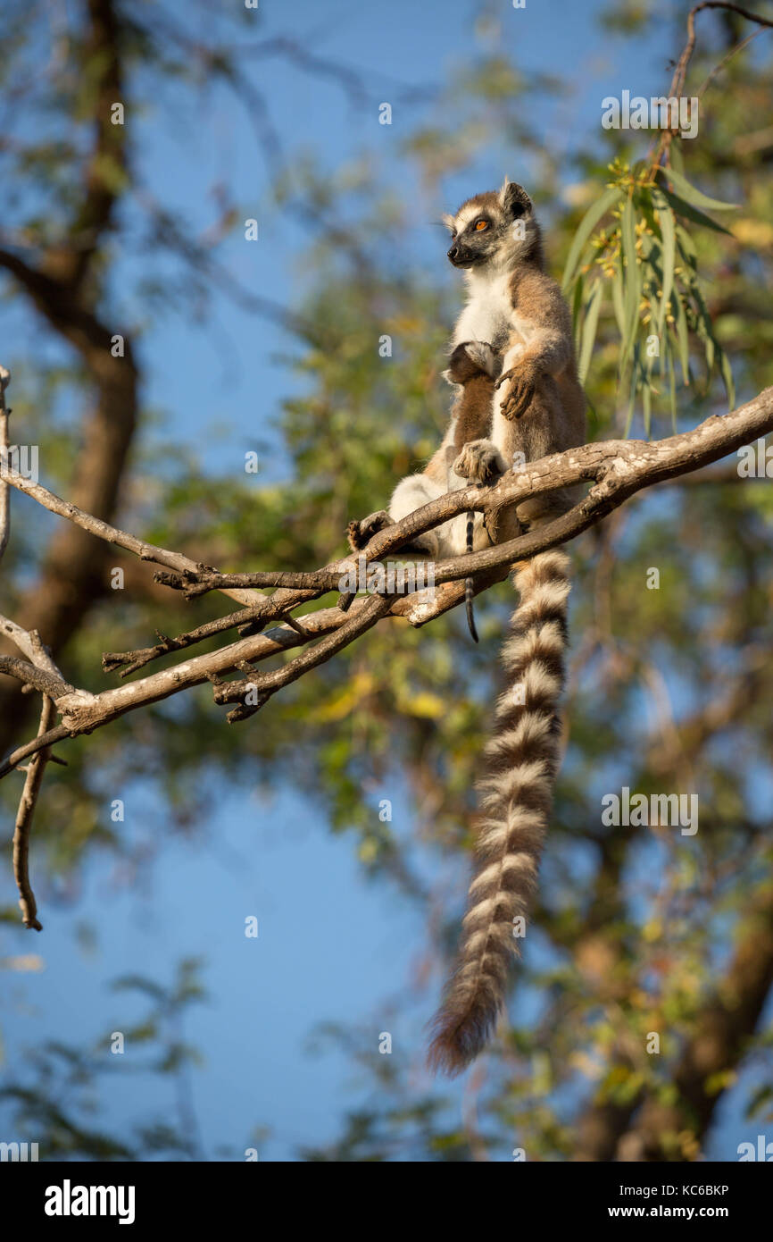 Africa, madgascar, riserva berenty, anello wild-tailed lemur (Lemur catta), in via di estinzione, madre con bambino aka pup. Foto Stock