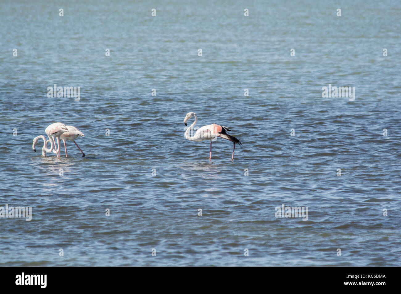 Fenicotteri rosa al mare laguna di amvrakikos Foto Stock