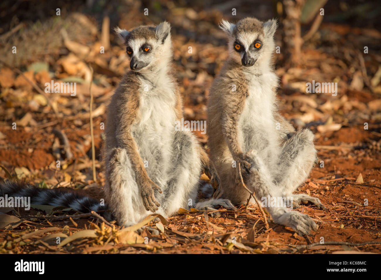 Africa, madgascar, riserva berenty, anello wild-tailed lemur (Lemur catta) in via di estinzione Foto Stock