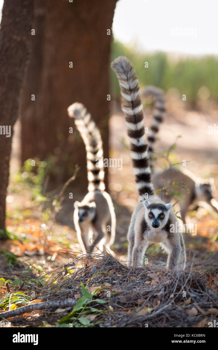 Africa, madgascar, riserva berenty, anello wild-tailed lemur (Lemur catta) in via di estinzione Foto Stock